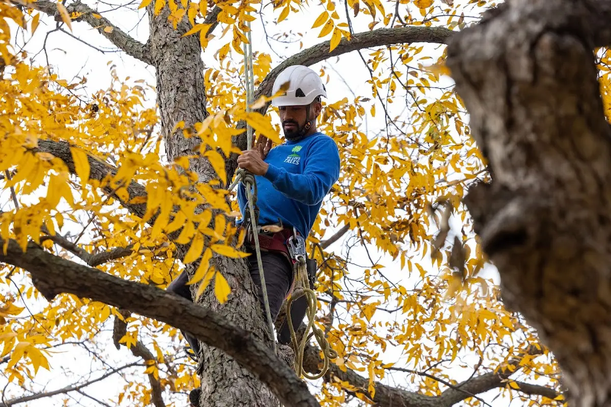 Skilled Tree Pruning crew working in Palisade